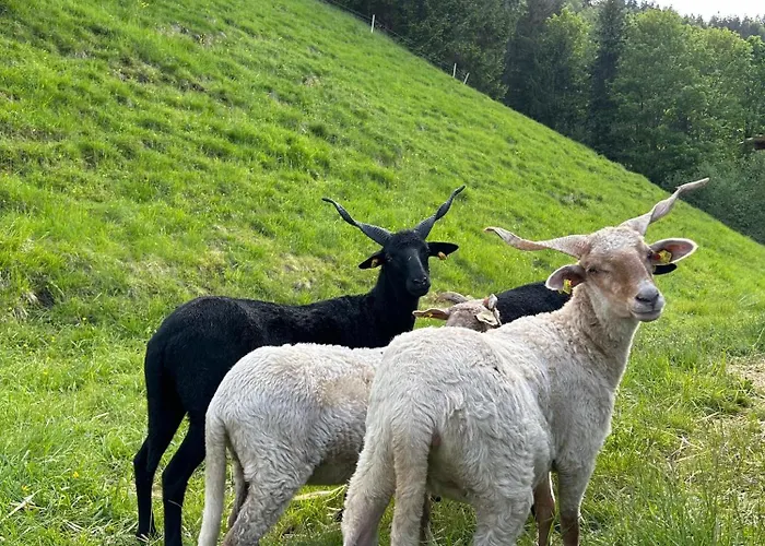 Appartement Linsingerhof *